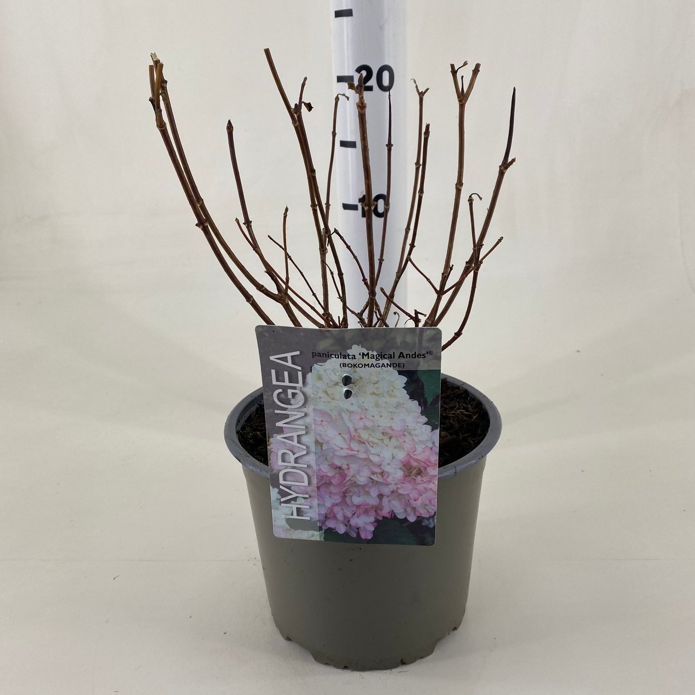 Hydrangea pan. 'Magical Andes' - C3 20-30 CM